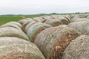 Large hay bales